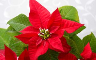 Penny's By Plaza Flowers offers Christmas and Hanukah Flowers