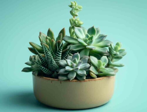 Plants and Flowers are Perfect for Honoring Fathers on Their Special Day