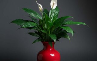 Peace Lily for Mother's Day