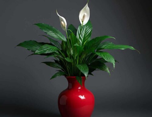 Mother’s Day Plants Bring Joy and Beauty